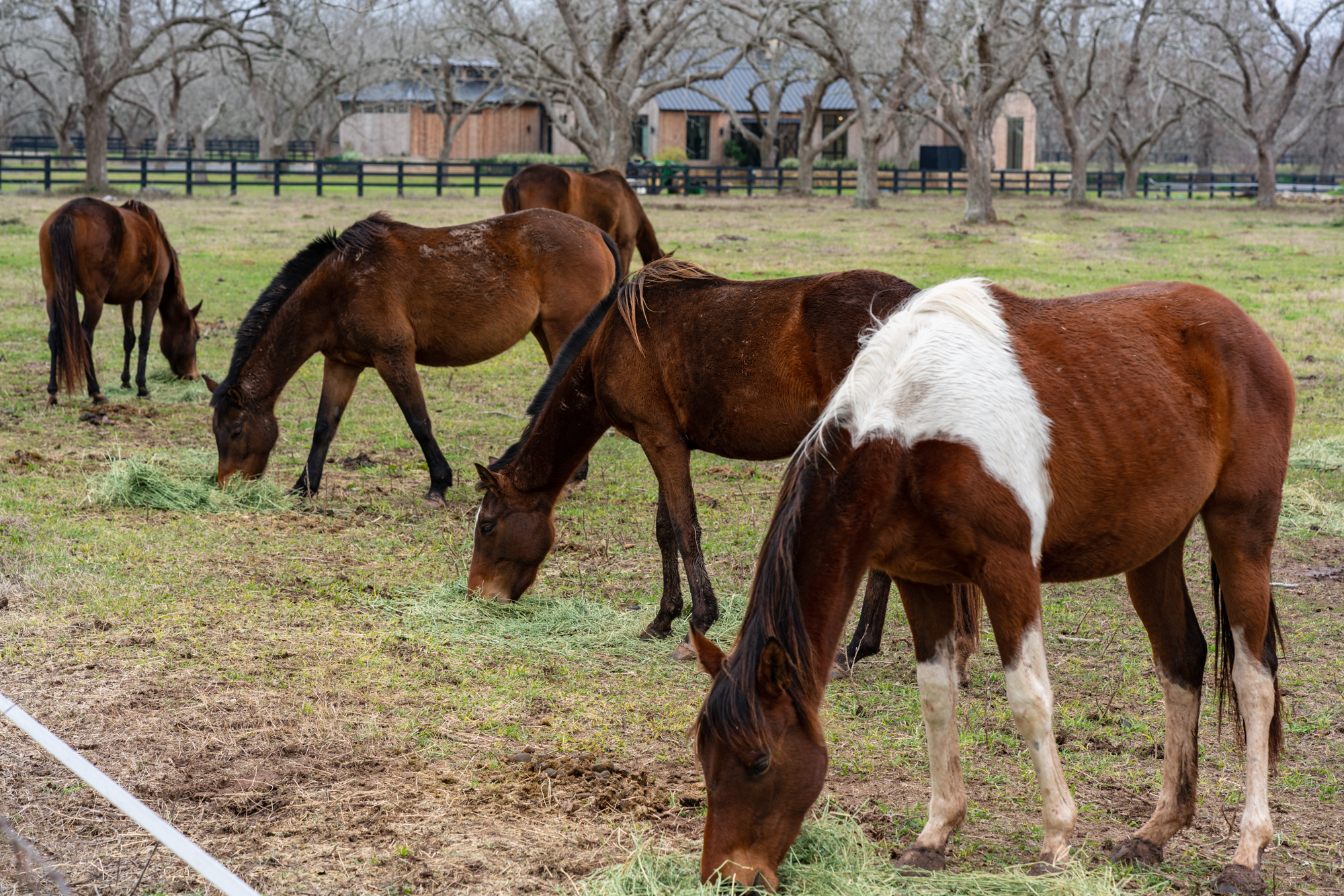 Horses grazing nearby in the foreground at the Fulshear Modern Ranch Estate featuring Kebony Modified Wood Character Decking in Fulshear, Texas on a cloudy evening